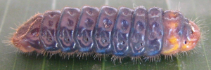 Larvae